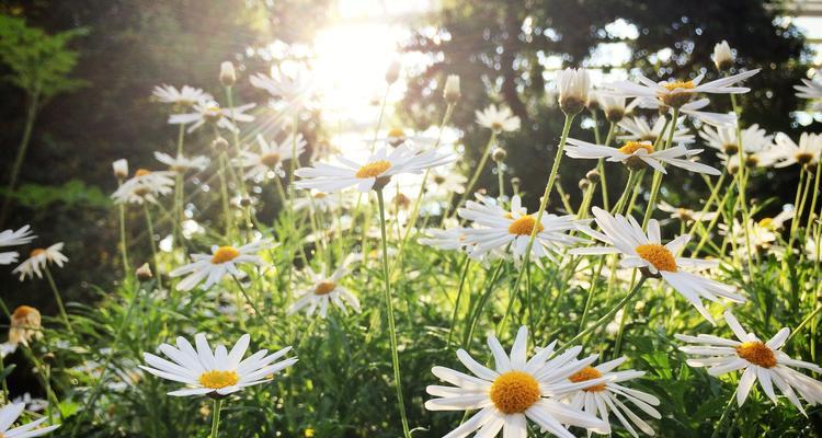 白菊花的寓意与象征——纯洁、希望与守护（探寻白菊花的深层内涵及文化背景）