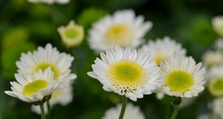 白菊花的寓意与花语（品味白菊的美丽与哲理）