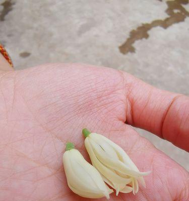 白兰花花语之美——纯洁与优雅（探秘白兰花的花语之美）