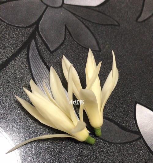 白兰花的寓意与意义（以白兰花为象征）