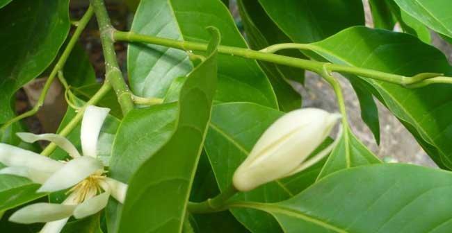 白兰花的寓意与意义（以白兰花为象征）