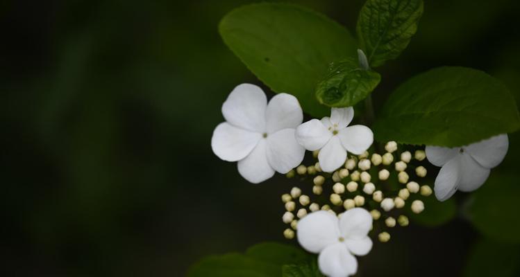 白琼花——纯洁与美丽的象征（揭示白琼花花语的深刻内涵）