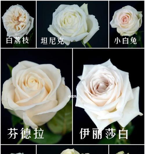 白色玫瑰花的神秘之美（探寻白色玫瑰花的深层含义）