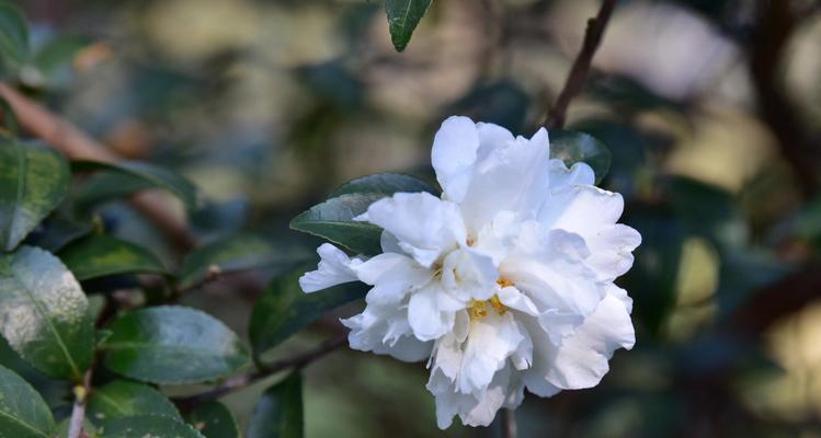 白色山茶花的花语（探寻白色山茶花的含义）