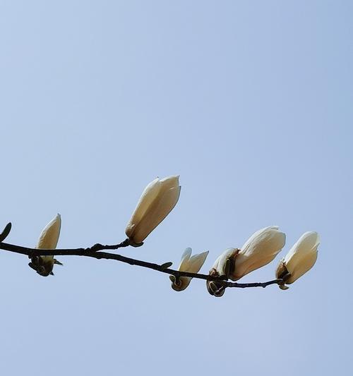 白玉兰花的花语和寓意（探寻白玉兰花的花语和寓意）