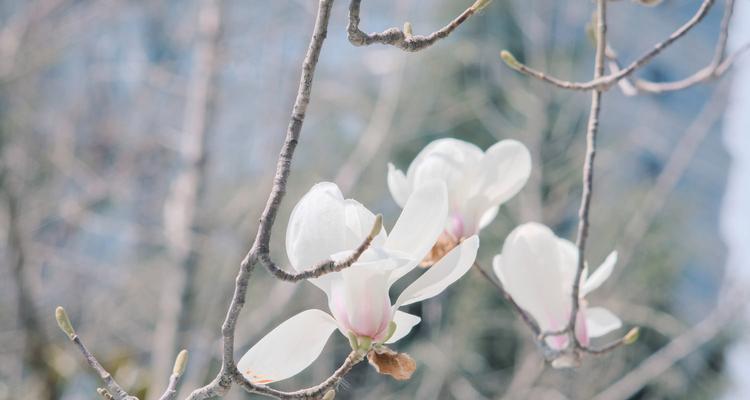 白玉兰花的寓意与象征（白玉兰）