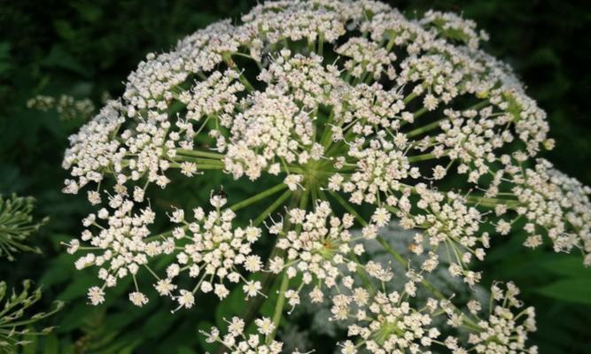 白芷花语（白芷的花语及其传承的文化内涵）