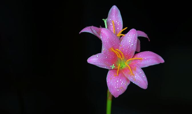 百合花（探寻百合花的深层意义）