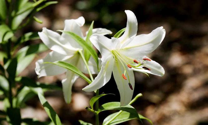 百合花的花语与寓意（传递爱与美的百合花）