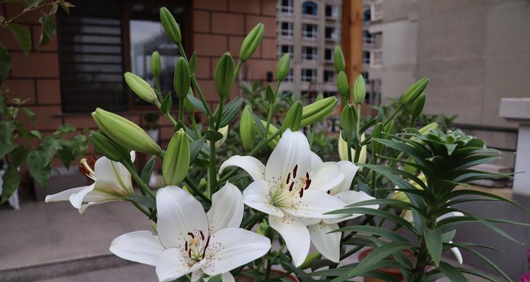 百合花的花语与寓意（传递爱与美的百合花）