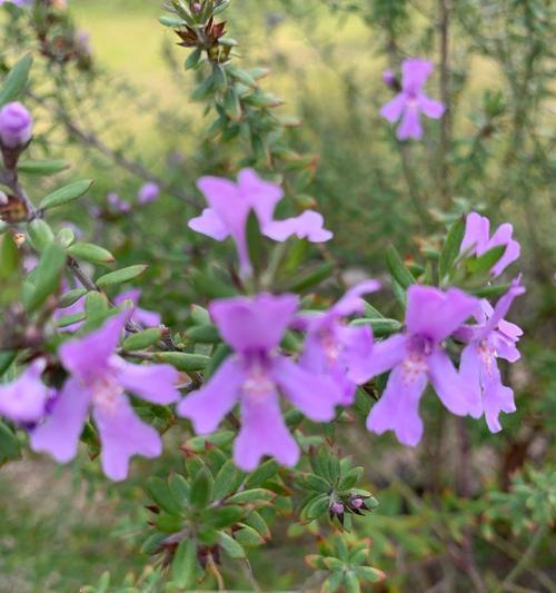 百里香花语——勇敢与坚持（百里香的意义与象征）