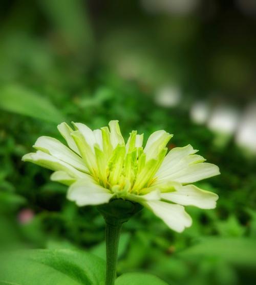 百日菊花语（挚爱长存的百日菊花与生命的奇迹）