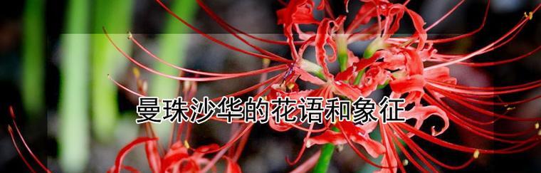 彼岸花（凋零而又绽放）