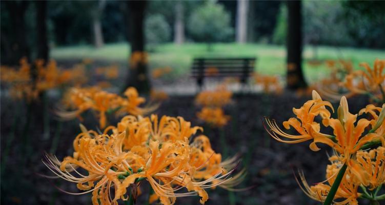 彼岸花（彼岸花的花语与传说）