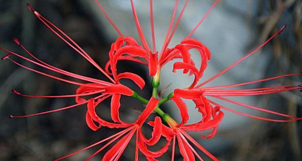 彼岸花的花语与意义（探寻彼岸花背后的深意）