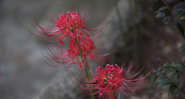 彼岸花的代表意义（一朵花的多重寓意和象征意义）