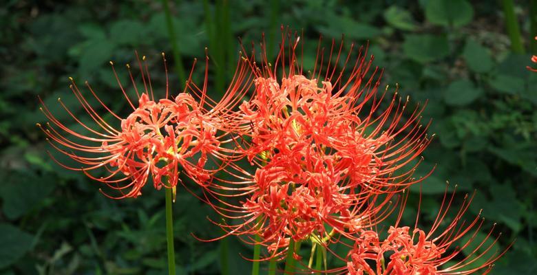 彼岸花（探寻彼岸花的花语和神秘传说）