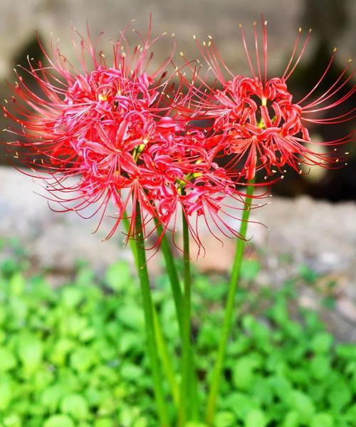 彼岸花（探寻彼岸花的花语和神秘传说）