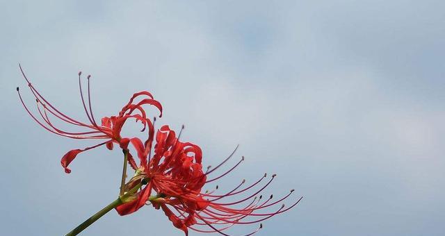 彼岸花（探寻彼岸花的花语和神秘传说）