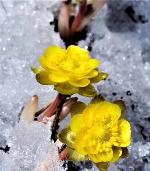 冰凌花（寒冷中的希望之花）