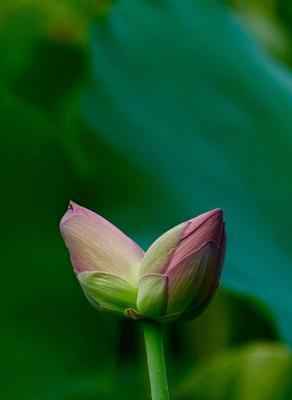 并蒂莲的象征意义（探索并蒂莲花的美丽与深意）