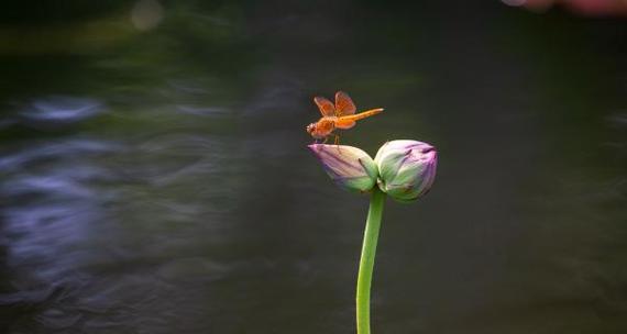 并蒂莲的象征意义（探索并蒂莲花的美丽与深意）