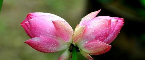 和合共生，寓意并蒂莲花（追寻和谐之美）