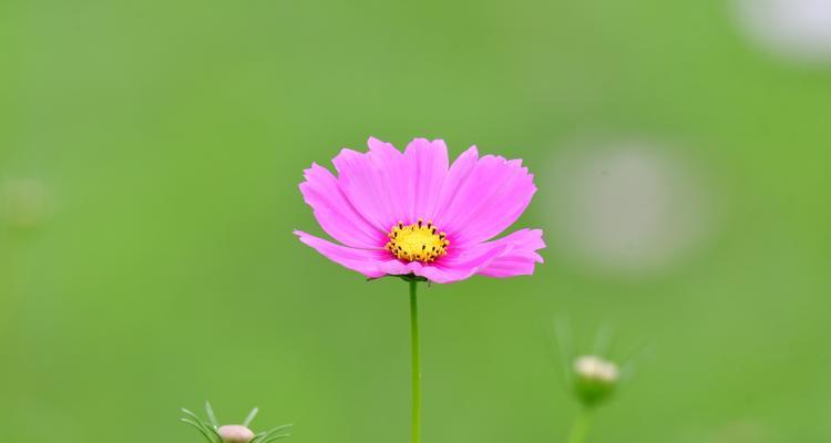 以波斯菊的花语波斯菊的传说（波斯菊花语的意义与神秘）