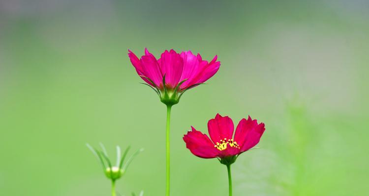 以波斯菊的花语波斯菊的传说（波斯菊花语的意义与神秘）