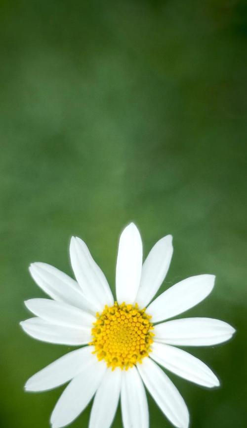 雏菊的花语与寓意（探索雏菊的花语与深层寓意）