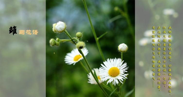 雏菊花语之美——花开人心（用一朵雏菊）