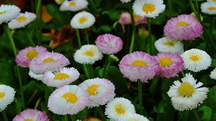 雏菊花语与寓意（探索雏菊花语的丰富内涵与情感寓意）