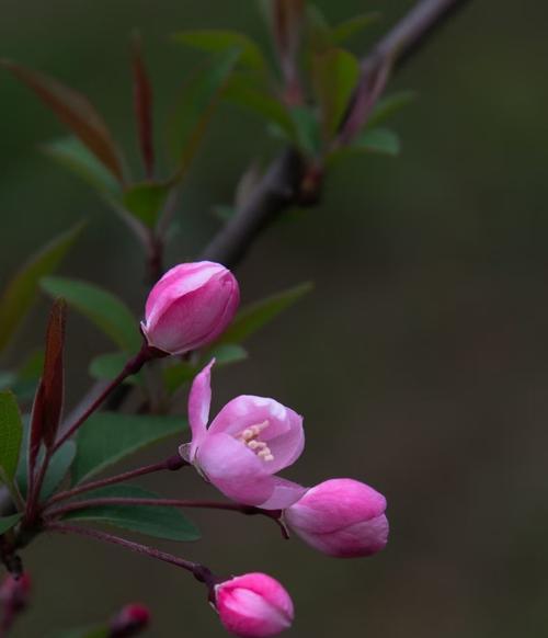 垂丝海棠（追寻美好的花语世界）