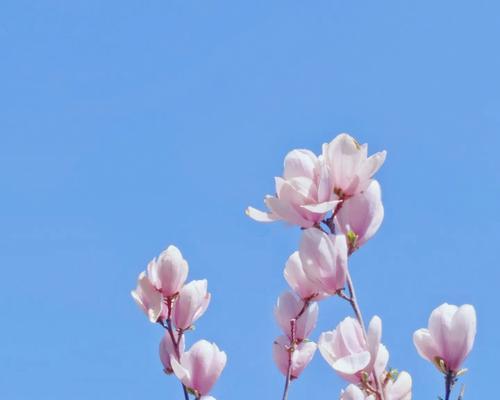 春天花开，芬芳四溢（春之花海）