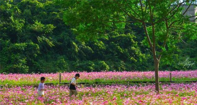 大波斯菊的花语与意义（探索大波斯菊的深层寓意）