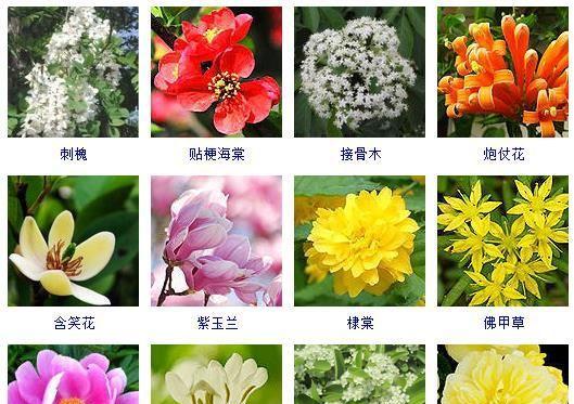 高冷孤傲的花——独自绽放的美丽（探秘花境中的孤傲灵魂）