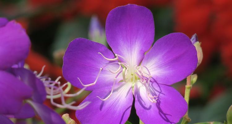 盛夏花海，绚丽夏日（夏季迎接繁花绽放）