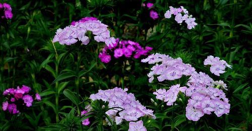 花开人间，爱情永恒（用花言巧语）