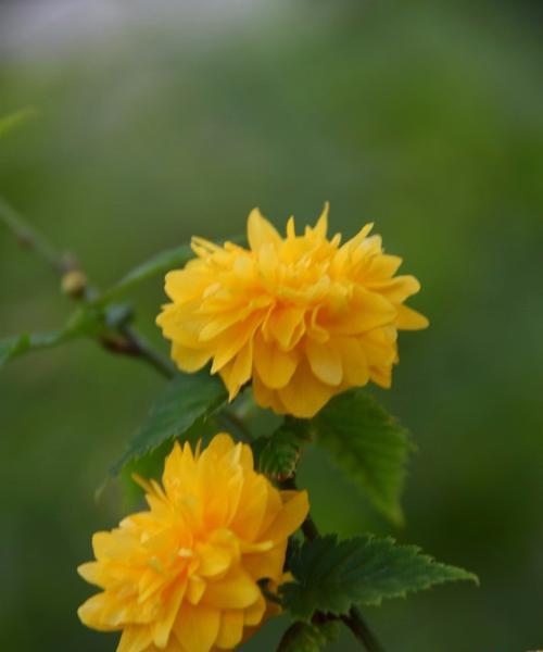 以棣棠花的花语（传递爱与希望的以棣棠花）