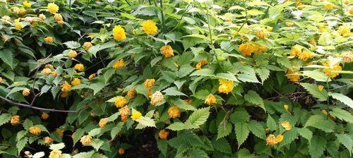 以棣棠花的花语（传递爱与希望的以棣棠花）