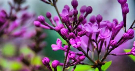 丁香花的花语和寓意（探索丁香花的深意和象征）