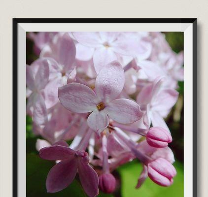 丁香花语（丁香花语的意义和传承）