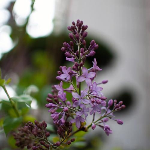 丁香花的花语之美（传递爱情与希望的芳香）