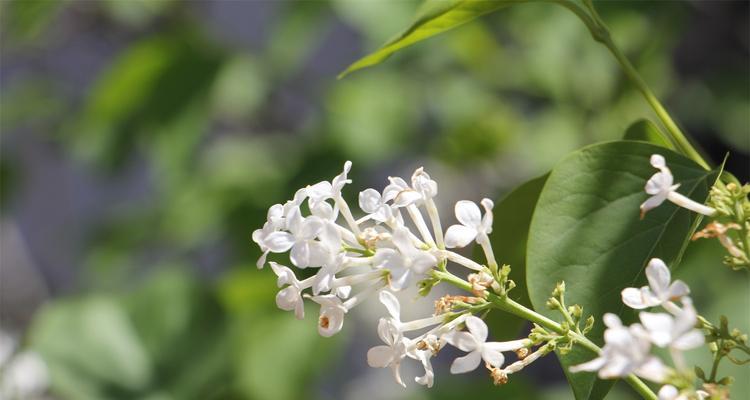 丁香花的花语与寓意（揭秘丁香花的秘密）