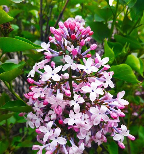 丁香花的花语与寓意（揭秘丁香花的秘密）