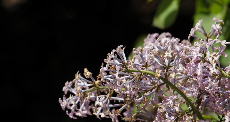 丁香花的花语与寓意（揭秘丁香花的秘密）