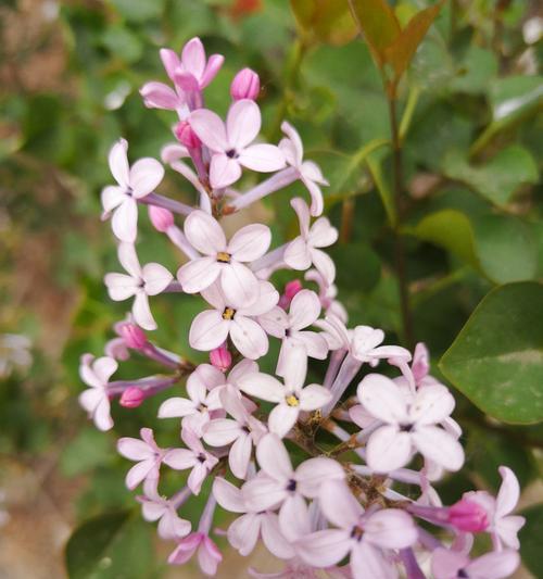 丁香花的代表意义——永恒的爱情与纯洁的友谊（蕴含丰富情感的鲜花与美丽寓意）