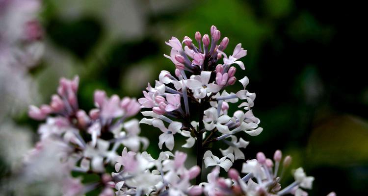 丁香花花语与人生启示（丁香花）