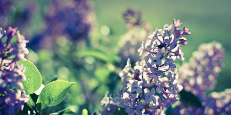 丁香花花语与人生启示（丁香花）