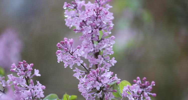 丁香花花语与人生启示（丁香花）